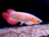 Magnificient-AROWANA-FISHES-FOR-SALE